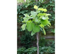 Töpfe<Ficus Carica Feige 100-125 cm