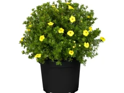 GROW by OBI Fingerstrauch Gelb Höhe ca. 20 - 30 cm Topf ca. 2,3 l Potentilla fructicosa< Töpfe