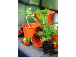 Florus Anzuchttopf Ø 18 cm terrakotta< Töpfe