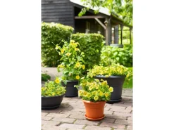 Clearance Florus Pflanztopf Fiore Alessia Ø 35 cm Terrakotta
