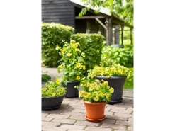 Florus Pflanztopf Fiore Alessia Ø 26 cm< Töpfe