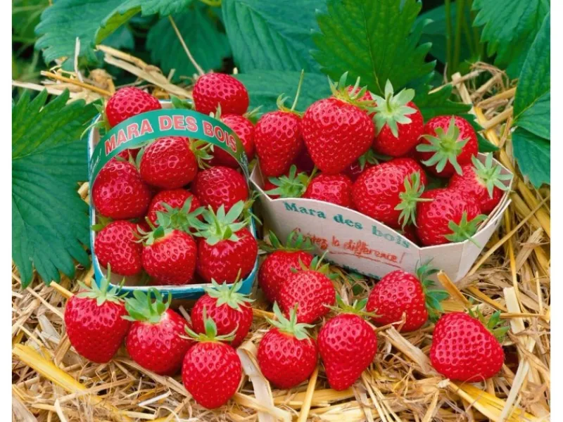 Töpfe<Fragaria Mara Des Bois -S- Erdbeere Aromatisch Ca. 9x9 Cm Topf
