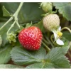 Outlet Fragaria X Ananassa Mieze Schindler Erdbeere Ca. 9X9 Cm Topf