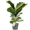 Töpfe<Geigenfeige Höhe ca. 65 - 75 cm Topf-Ø ca. 17 cm Ficus lyrata