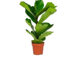 Töpfe<Geigenfeige Höhe ca. 65 - 75 cm Topf-Ø ca. 17 cm Ficus lyrata