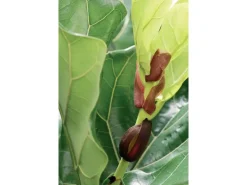 Töpfe<Geigenfeige Höhe ca. 65 - 75 cm Topf-Ø ca. 17 cm Ficus lyrata