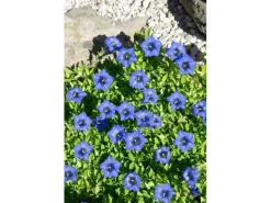 Gentiana Dahurica Ca. 9x9 cm Topf< Töpfe
