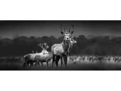 Pro Art Herde<Glasbild Herd of Deer 125 cm x 50 cm