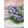 Töpfe<Globularia Punctata Kugelblume Ca. 9x9 cm Topf