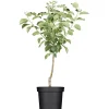 GROW by OBI Bio Apfel "Golden Delicious" Topf ca. 7 l Malus domestica< Töpfe