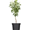 GROW by OBI Bio Birne "Gellerts Butterbirne" Grün-Gelb ca. 120-140 cm Topf 7 l< Töpfe