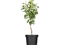 GROW by OBI Bio Birne "Gellerts Butterbirne" Grün-Gelb ca. 120-140 cm Topf 7 l< Töpfe