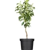 GROW by OBI Bio Birne "Williams Christ" Goldgelb ca. 120-140 cm Topf ca. 7 l< Töpfe