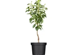 GROW by OBI Bio Birne "Williams Christ" Goldgelb ca. 120-140 cm Topf ca. 7 l< Töpfe