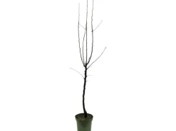 GROW by OBI Bio Birne