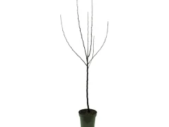 GROW by OBI Bio Herbstapfel 