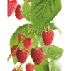 GROW by OBI Bio Himbeere "Aroma Queen" Topf ca. 2 l Rubus< Töpfe