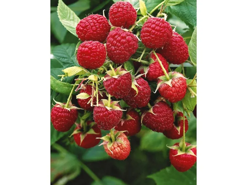 GROW by OBI Bio Himbeere "Aroma Queen" Topf ca. 2 l Rubus< Töpfe