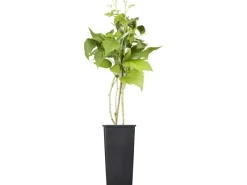GROW by OBI Bio Himbeere "TwoTimer® -Sugana®" Rot Höhe ca. 20-30 cm Topf ca. 2 l< Töpfe