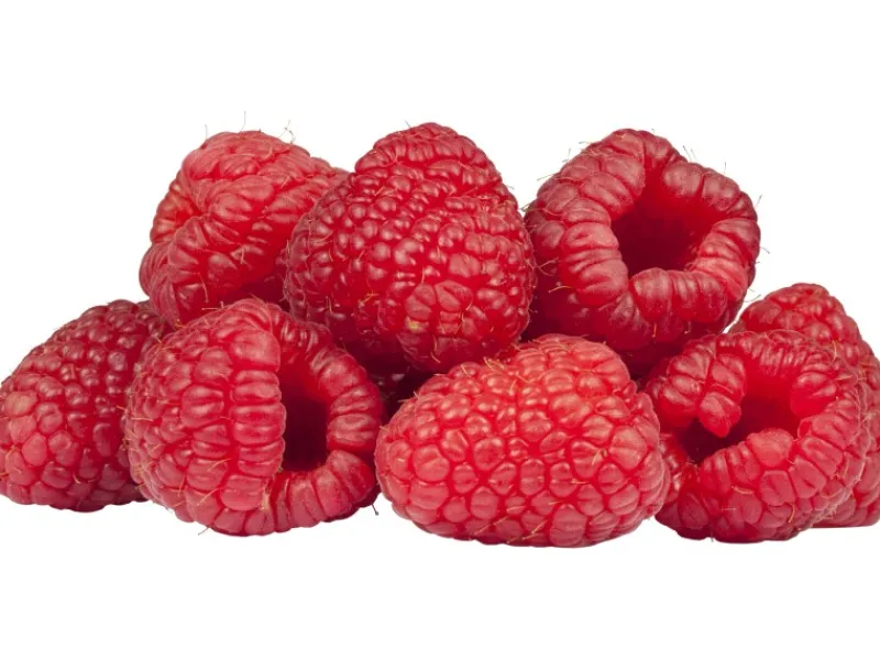 GROW by OBI Bio Himbeere "TwoTimer® -Sugana®" Rot Höhe ca. 20-30 cm Topf ca. 2 l< Töpfe