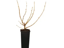 Online GROW by OBI Bio Jostabeere Schwarz Höhe ca. 20 - 30 cm Topf ca. 2 l Ribes