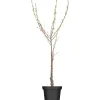 GROW by OBI Bio Pfirsich "Red Haven" Höhe ca. 80 - 100 cm Topf ca. 7 l< Töpfe
