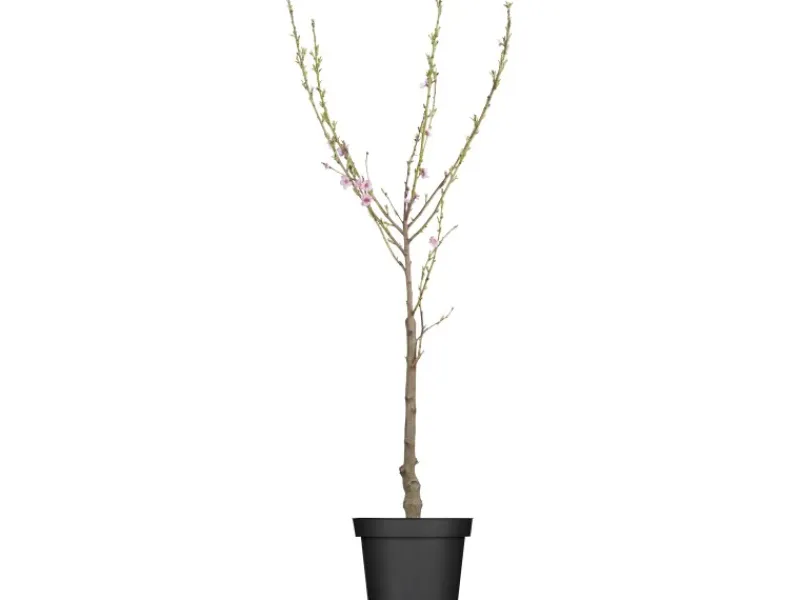 GROW by OBI Bio Pfirsich "Red Haven" Höhe ca. 80 - 100 cm Topf ca. 7 l< Töpfe