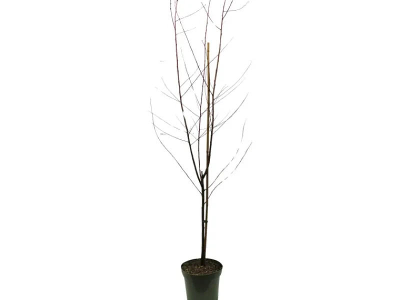 GROW by OBI Bio Pfirsich "Red Haven" Höhe ca. 80 - 100 cm Topf ca. 7 l< Töpfe