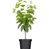 GROW by OBI Bio Süßkirsche "Hedelfinger Riesenkirsche" Rotbraun 120-140 Topf 7l< Töpfe