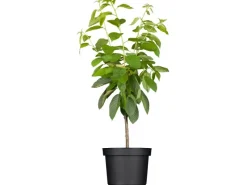 GROW by OBI Bio Süßkirsche "Hedelfinger Riesenkirsche" Rotbraun 120-140 Topf 7l< Töpfe