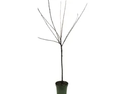 GROW by OBI Bio Süßkirsche