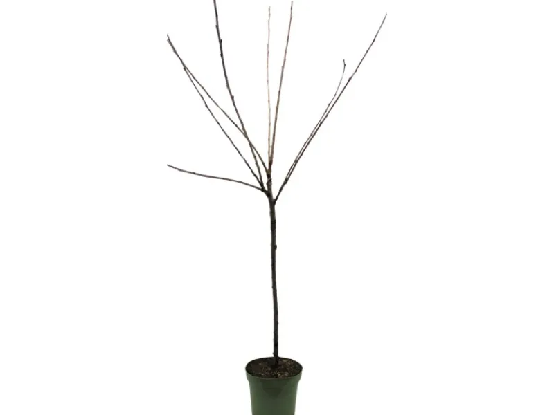 GROW by OBI Bio Süßkirsche "Hedelfinger Riesenkirsche" Rotbraun 120-140 Topf 7l< Töpfe