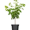 GROW by OBI Töpfe<Bio Süßkirsche Büttners Rote Knorpelkirsche Rot 120-140 cm Topf 7 l