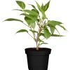 Best GROW by OBI Bio Weibliche Kiwi "Super Jumbo" Höhe ca. 30 - 40 cm Topf ca. 3 l