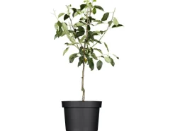 Best GROW by OBI Bio Winterapfel "Gloster" Rot Höhe ca. 120 - 140 cm Topf ca. 7 l
