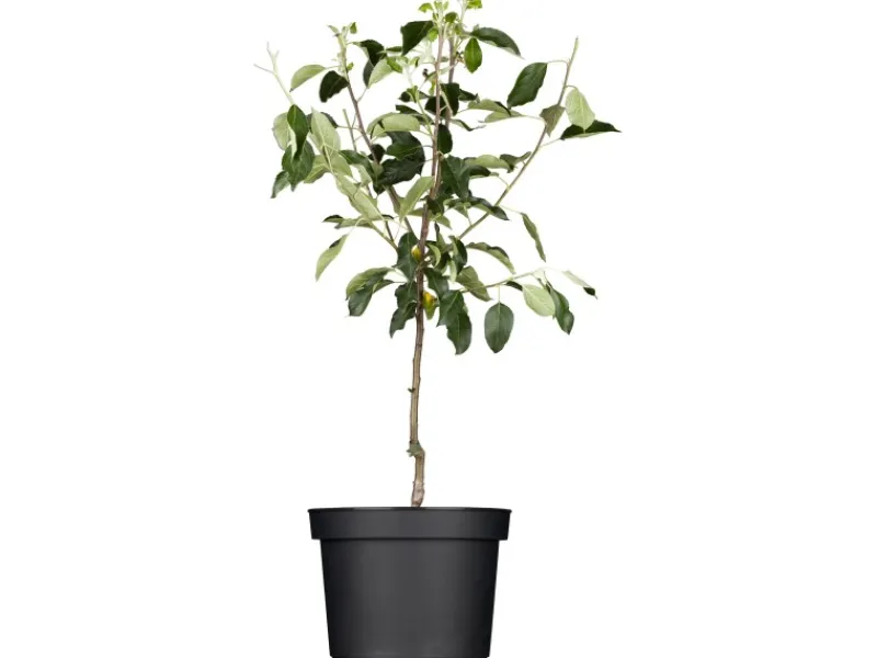 Best GROW by OBI Bio Winterapfel "Gloster" Rot Höhe ca. 120 - 140 cm Topf ca. 7 l
