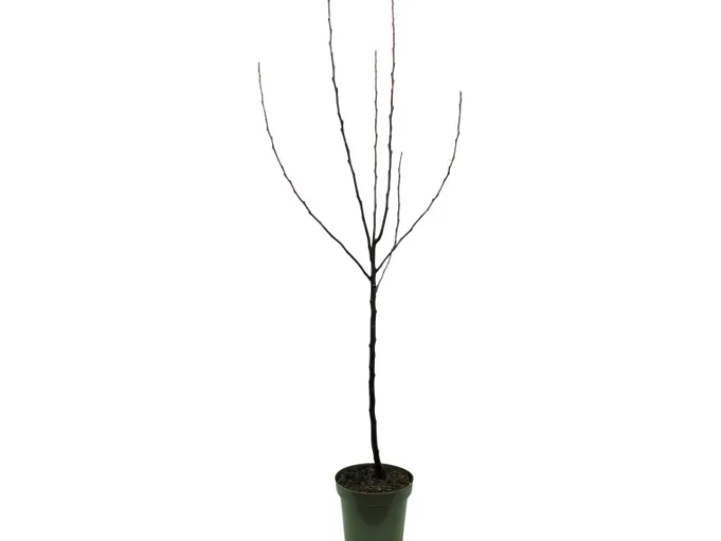 Best GROW by OBI Bio Winterapfel "Gloster" Rot Höhe ca. 120 - 140 cm Topf ca. 7 l