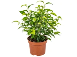 Sale GROW by OBI Birkenfeige "Natasja" Höhe ca. 30 cm Topf-Ø ca. 12cm Ficus benjamina