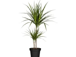 GROW by OBI Drachenbaum 2er Stamm Topf Ø ca. 17 cm Dracaena Marginata< Töpfe