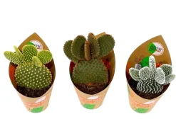 GROW by OBI Feigenkaktus Mix 3-fach sortiert Topf-Ø ca. 8,5 cm Opuntia< Töpfe