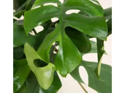 GROW by OBI Töpfe<Fensterblatt Höhe ca. 25-35 cm Topf Ø ca. 12 cm Monstera Minima