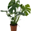 GROW by OBI Fensterblatt Höhe ca. 60-75 cm Topf Ø ca. 17 cm Monstera Deliciosa< Töpfe