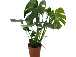 GROW by OBI Fensterblatt Höhe ca. 60-75 cm Topf Ø ca. 17 cm Monstera Deliciosa< Töpfe