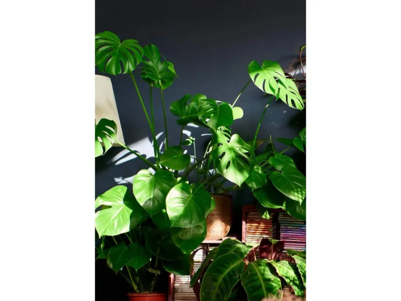 GROW by OBI Fensterblatt Höhe ca. 60-75 cm Topf Ø ca. 17 cm Monstera Deliciosa< Töpfe