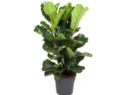 GROW by OBI Geigenfeige Höhe ca. 135 cm Topf Ø ca. 34 cm Ficus Lyrata< Töpfe