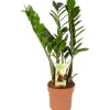 Hot GROW by OBI Glücksfeder Höhe ca. 65 - 70 cm Topf Ø 17 cm Zamioculcas Zamiifolia