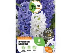 Best GROW by OBI Hyazinthen Mischung 6 Stück Hyacinthus Mix