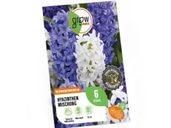 Best GROW by OBI Hyazinthen Mischung 6 Stück Hyacinthus Mix