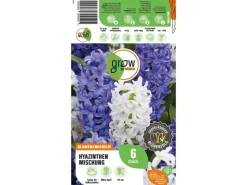 Best GROW by OBI Hyazinthen Mischung 6 Stück Hyacinthus Mix