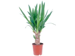 GROW by OBI Töpfe<Palmlilie 1er Stamm Topf Ø ca. 11 cm Yucca Elephantipes